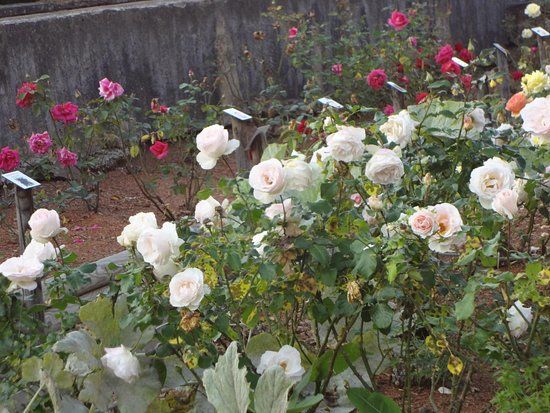 le Jardin Médiéval