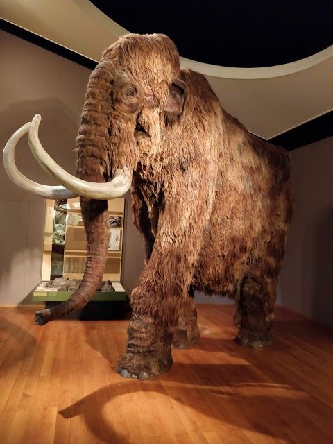 Musée d'histoire naturelle de Bâle