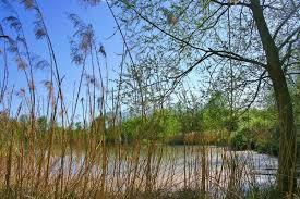 la réserve naturelle nationale de la Petite Camargue Alsacienne
