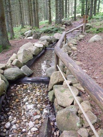 Sentier Pieds Nus et accrobranche Lac Blanc